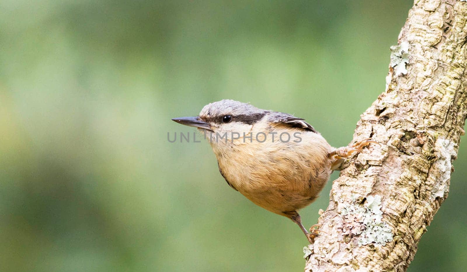 Magical Portugal wildlife  Pictures