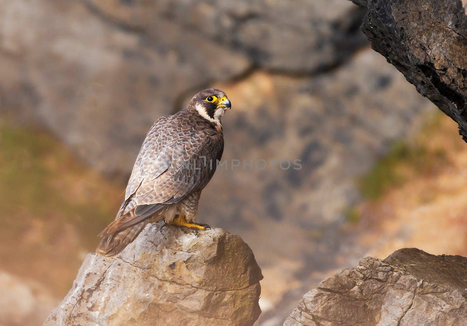 Magical Portugal wildlife  Pictures