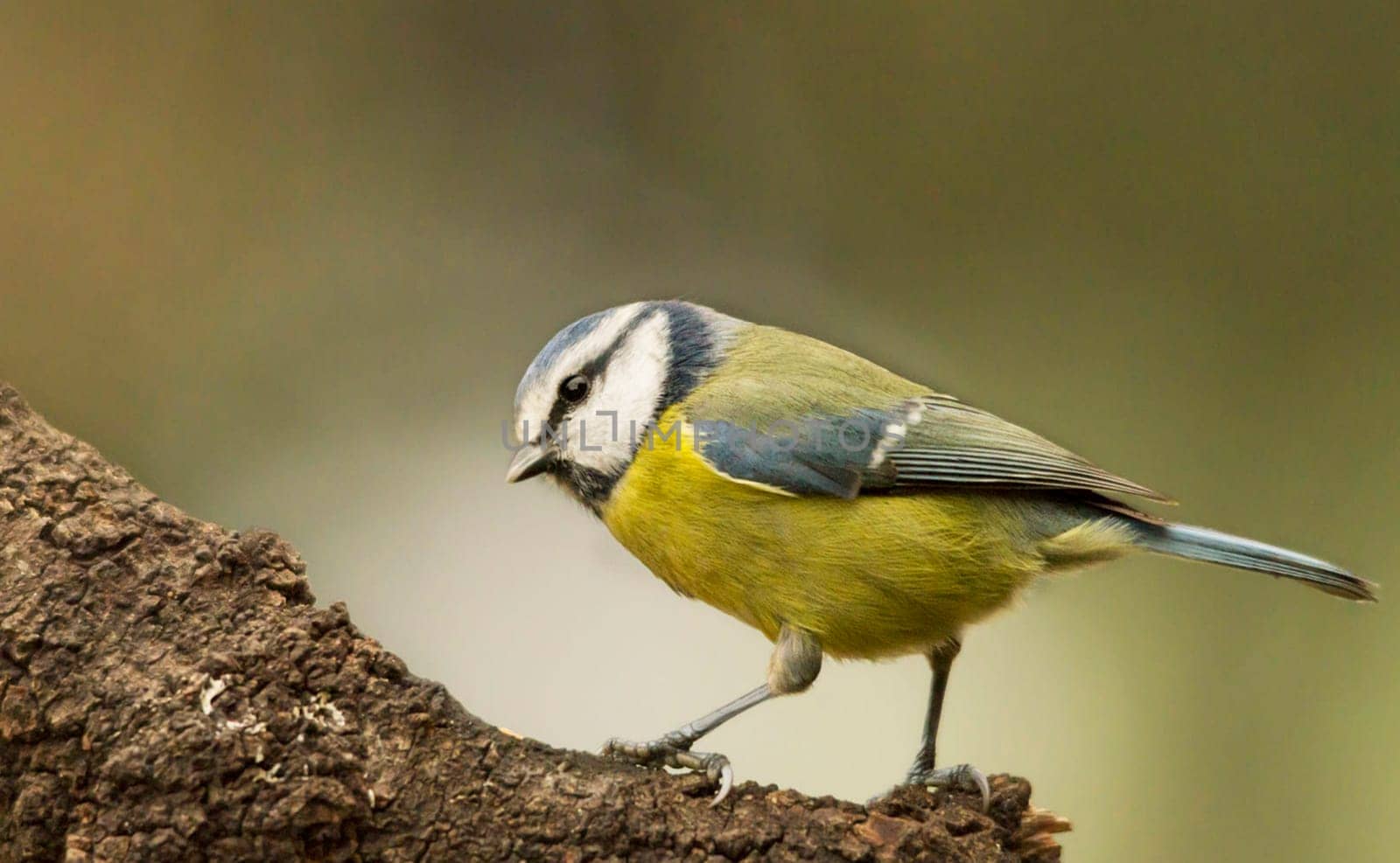 Magical Portugal wildlife  Pictures