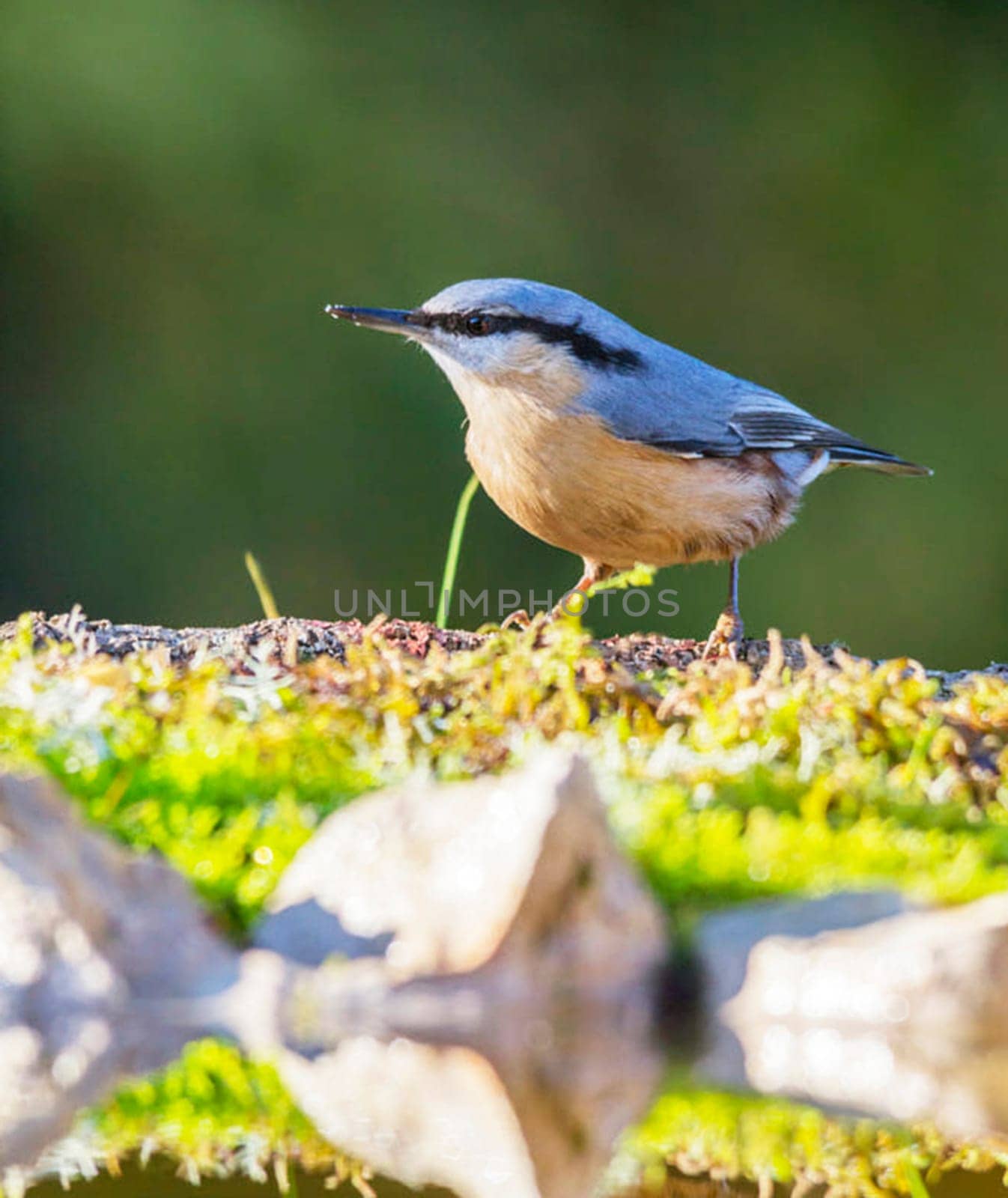 Magical Portugal wildlife  Pictures