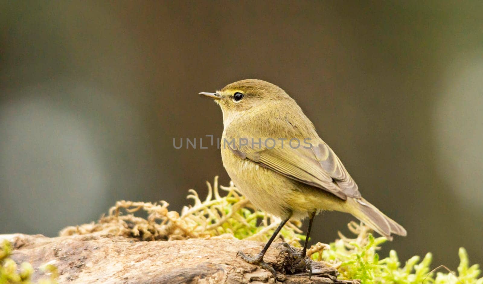 Magical Portugal wildlife  Pictures