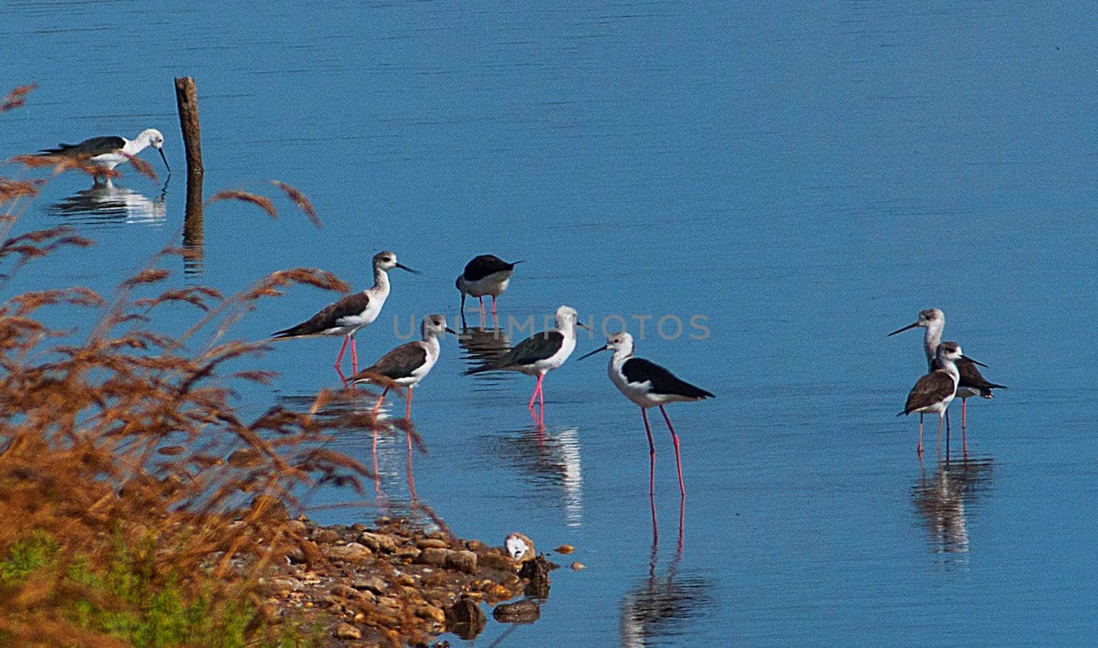 Magical Portugal wildlife  Pictures