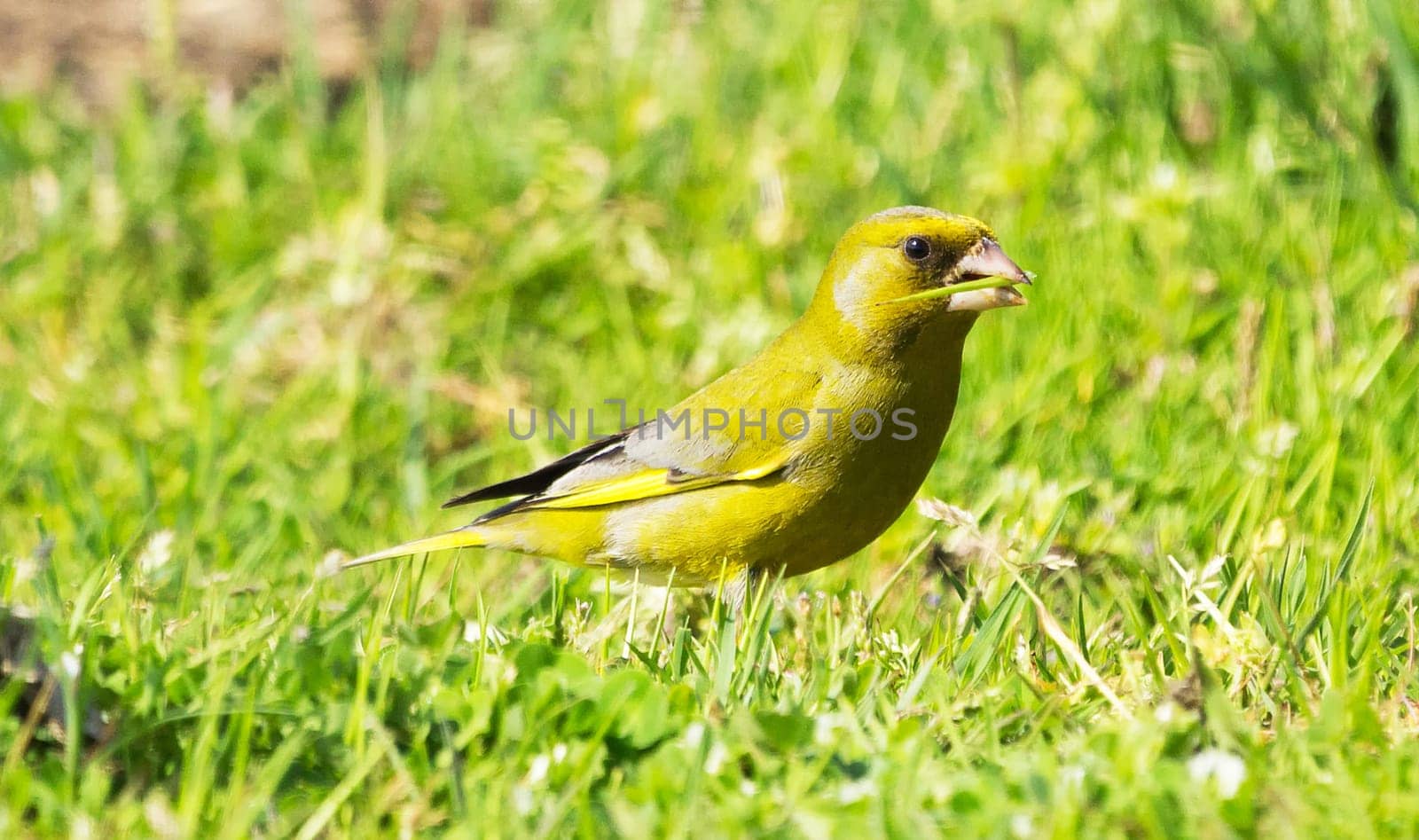 Magical Portugal wildlife  Pictures