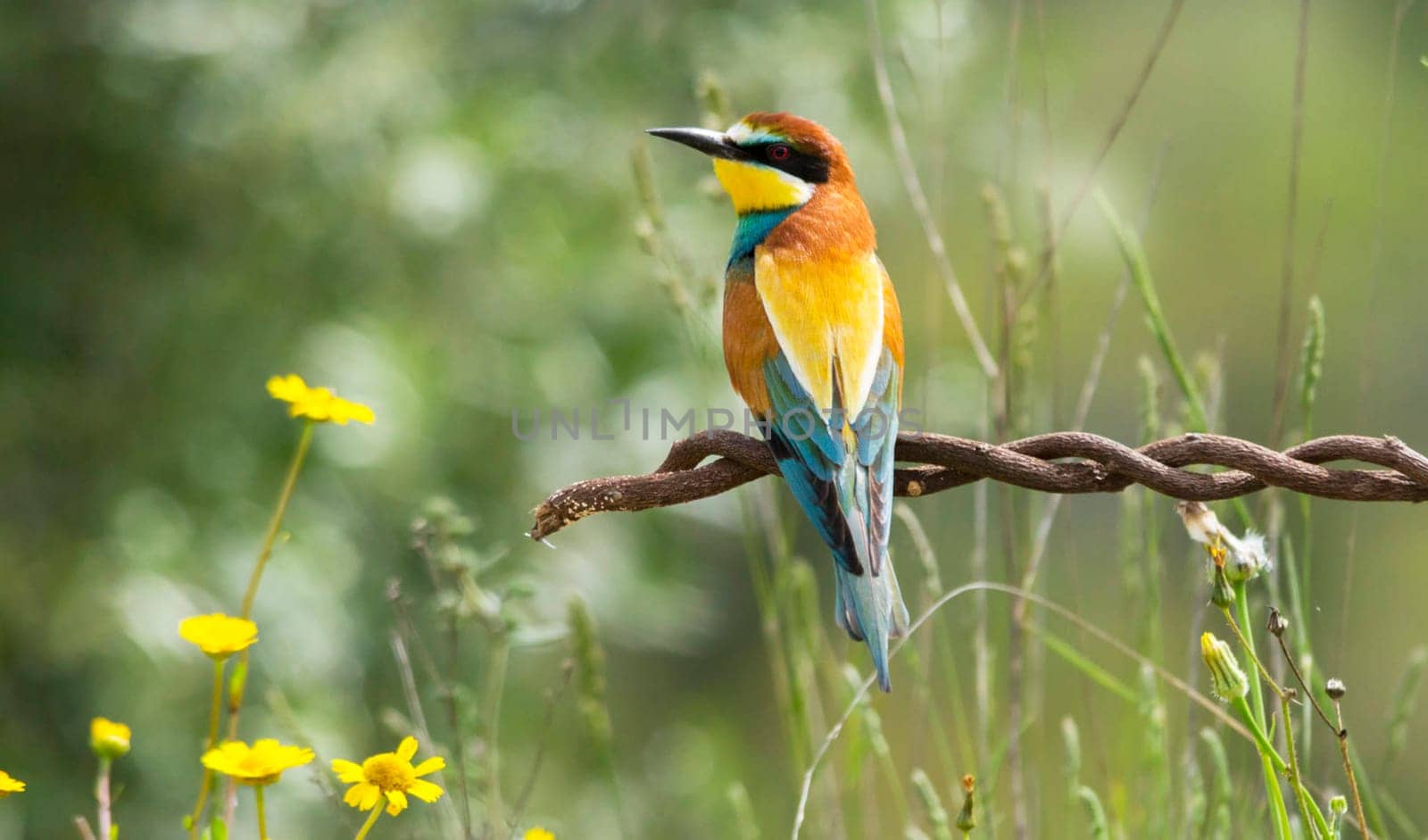 Magical Portugal wildlife  Pictures