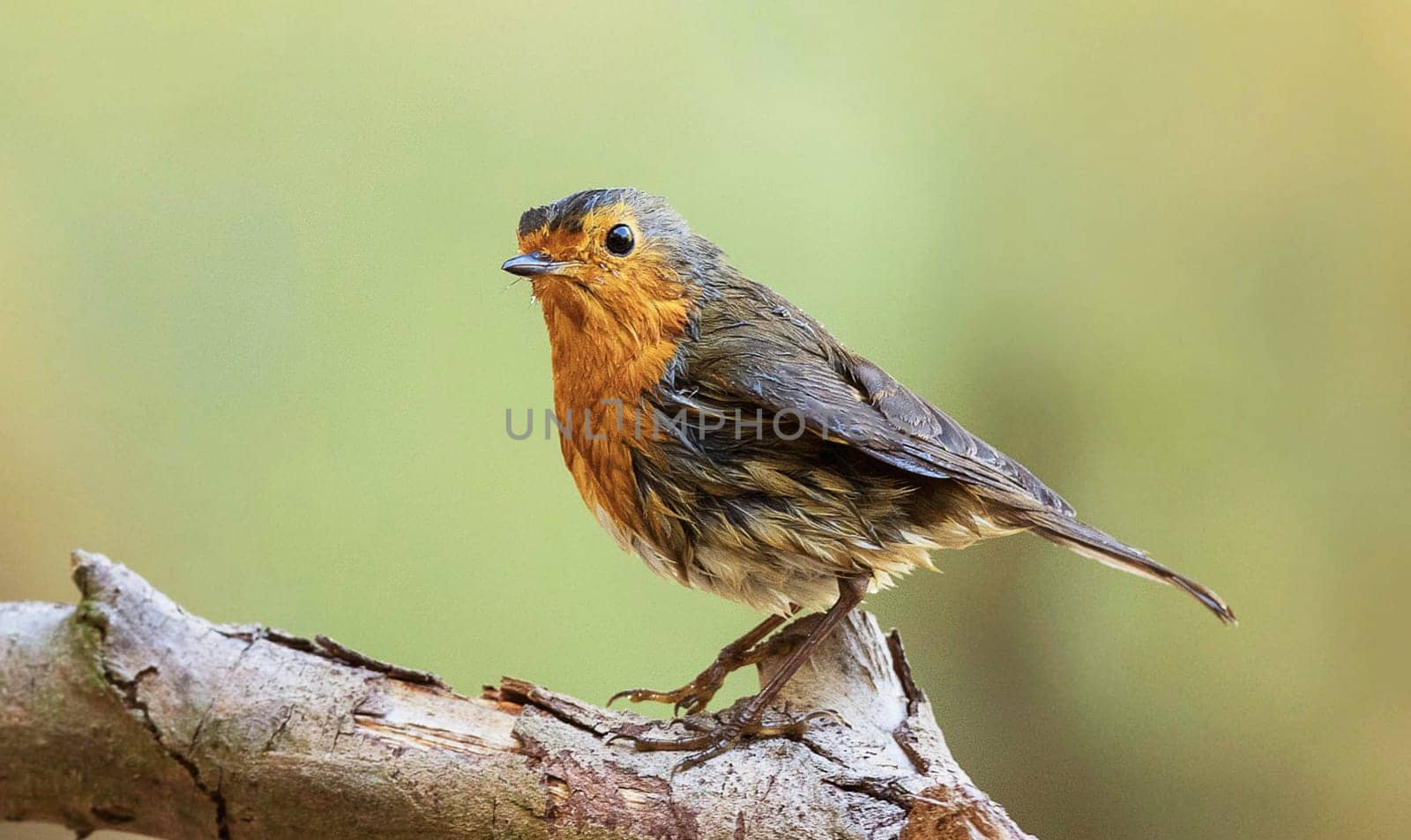 Magical Portugal wildlife  Pictures