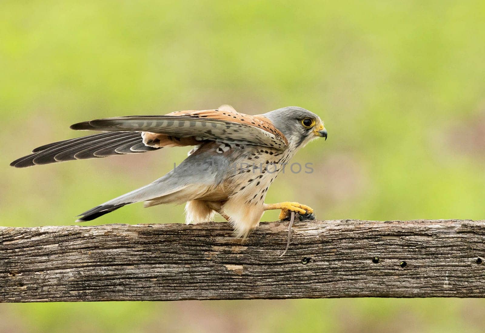 Magical Portugal wildlife  Pictures