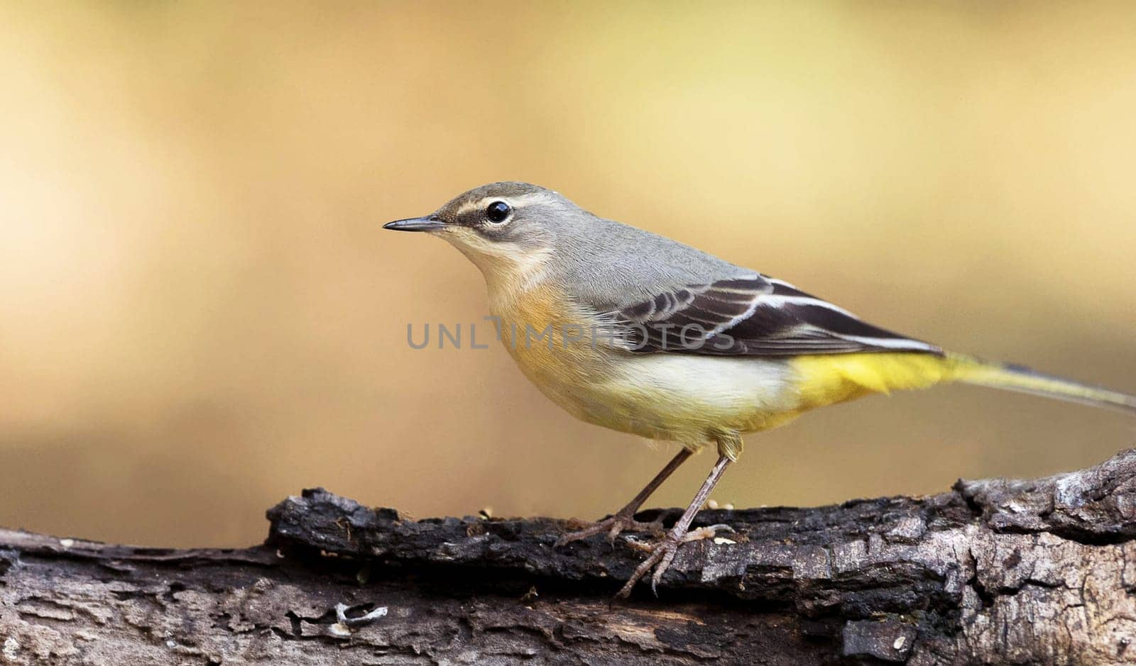 Magical Portugal wildlife  Pictures