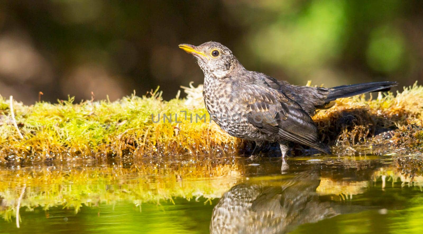 Magical Portugal wildlife  Pictures