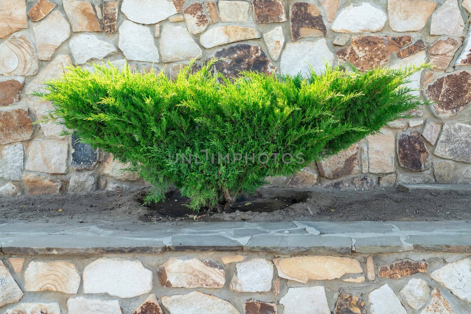 A lush green shrub stands prominently against a rustic stone wall, showcasing its vibrant foliage and complementing the natural textures of the surrounding stones under bright daylight.