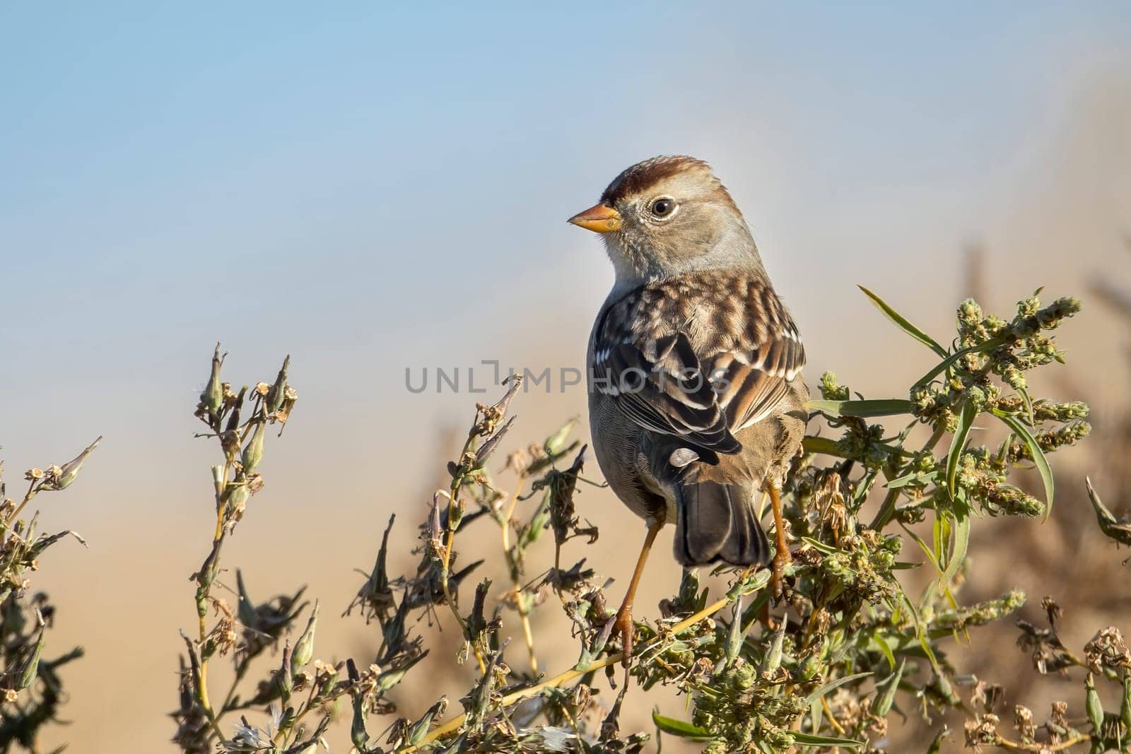 A juvenile white crowned sparrow perched in a bush near Liberty Lake, Washington.