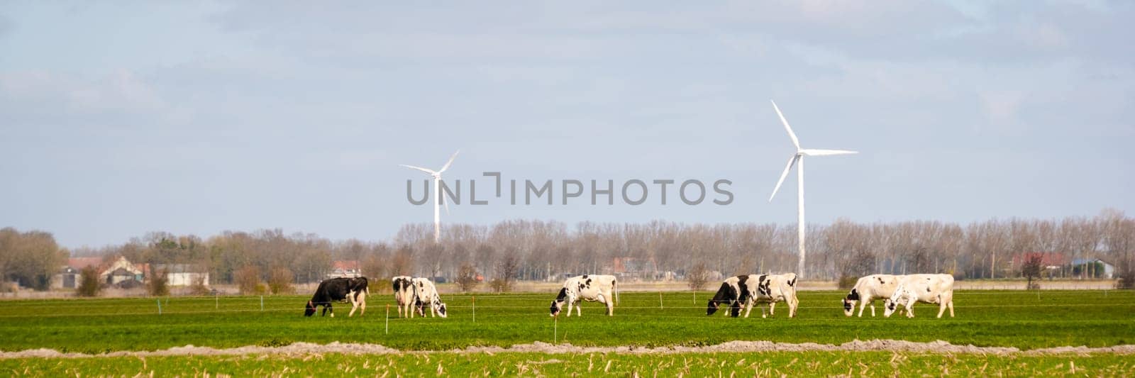 Windmill in a rural area with cows in the field and green grass