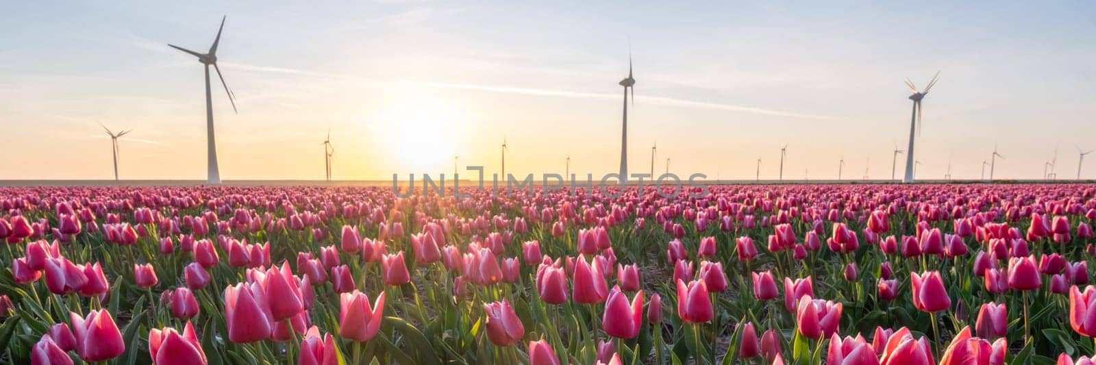Beautiful sunset above the windmills on the field with tulips in the Netherlands