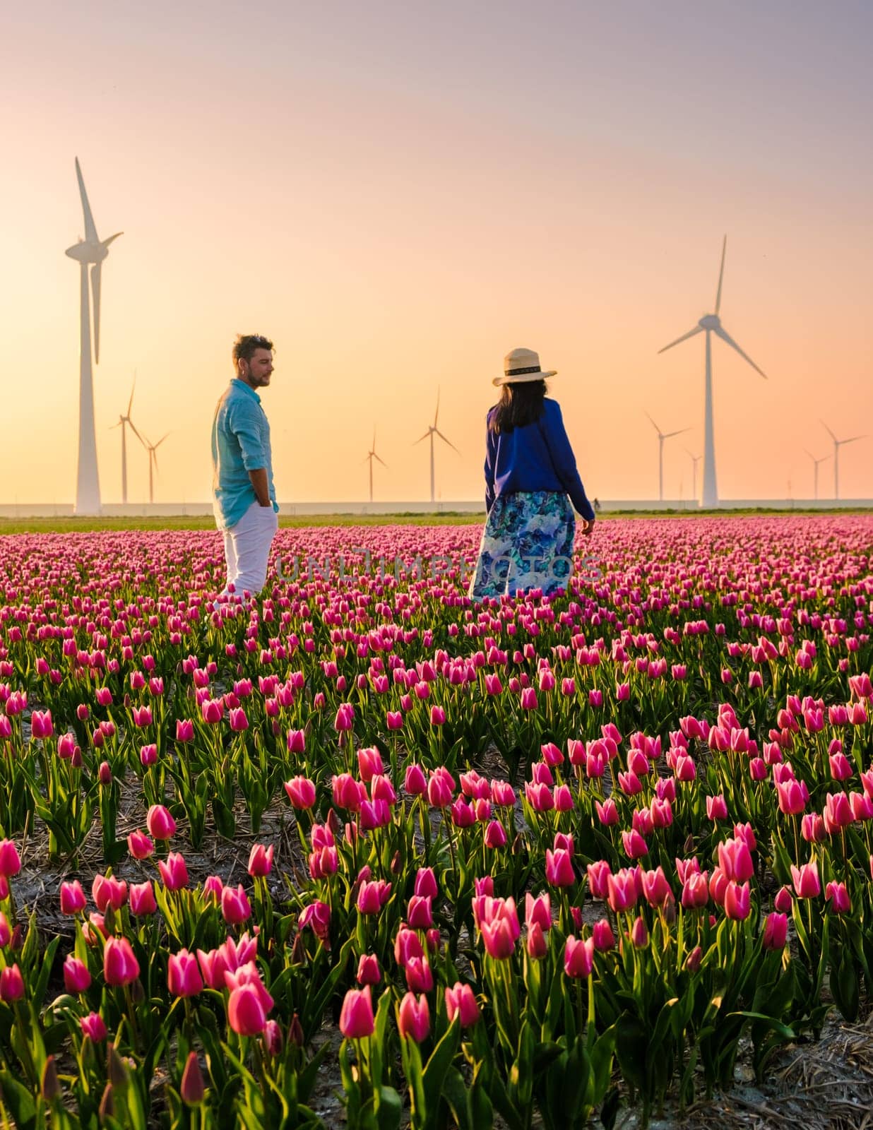 Beautiful sunset above the windmills on the field with tulips in the Netherlands, couple men and woman watching sunset in a tulip field in the Netherlands with a windmill turbine farm on background