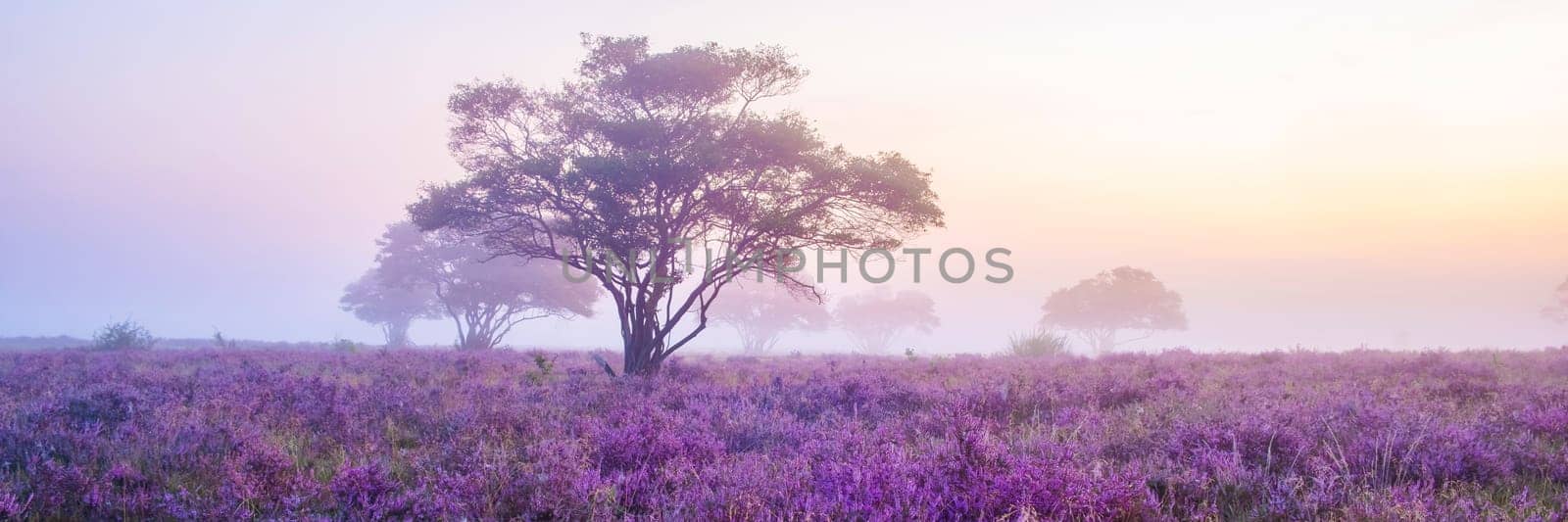 Blooming Heather fields, purple pink heather in bloom, blooming heater Veluwe Zuiderheide park by fokkebok