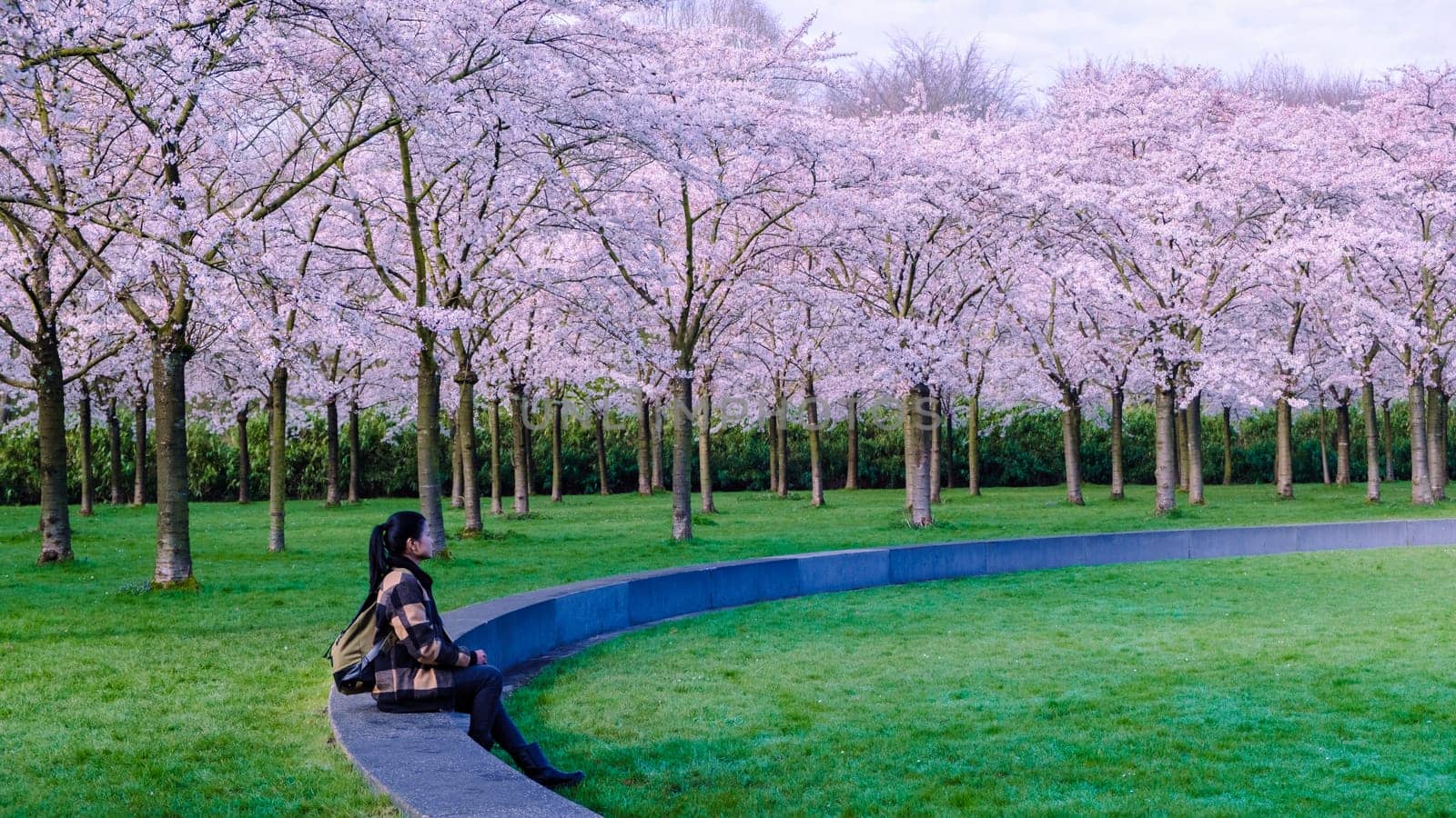 Kersenbloesempark Flower Park There are 400 cherry trees in Amsterdamse Bos, In the spring you can enjoy the beautiful cherry blossom or Sakura. Netherlands, a woman sitting lonely in the park