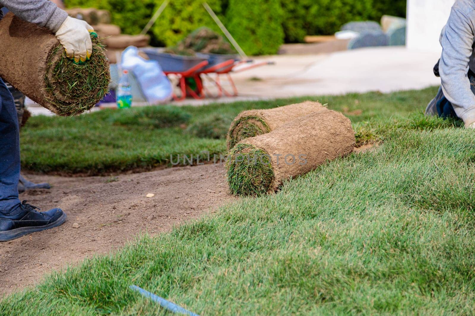 Man laying rolls of grass lawn. Landscaping concept