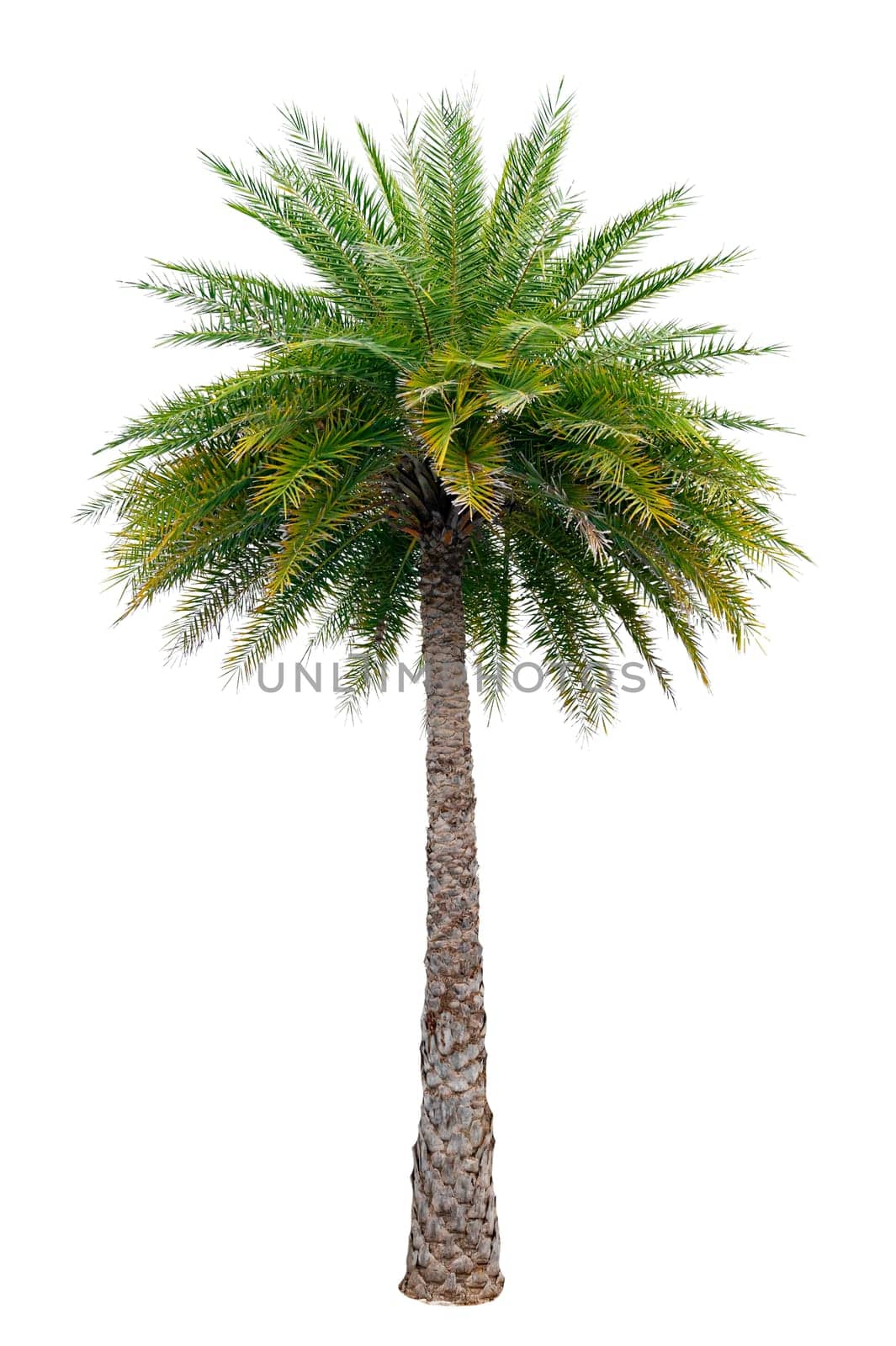 Big palm trees used in garden decoration on white background. Isolated