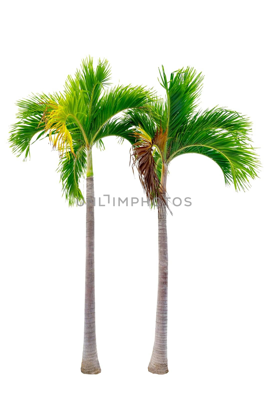 Big palm trees used in garden decoration on white background. Isolated