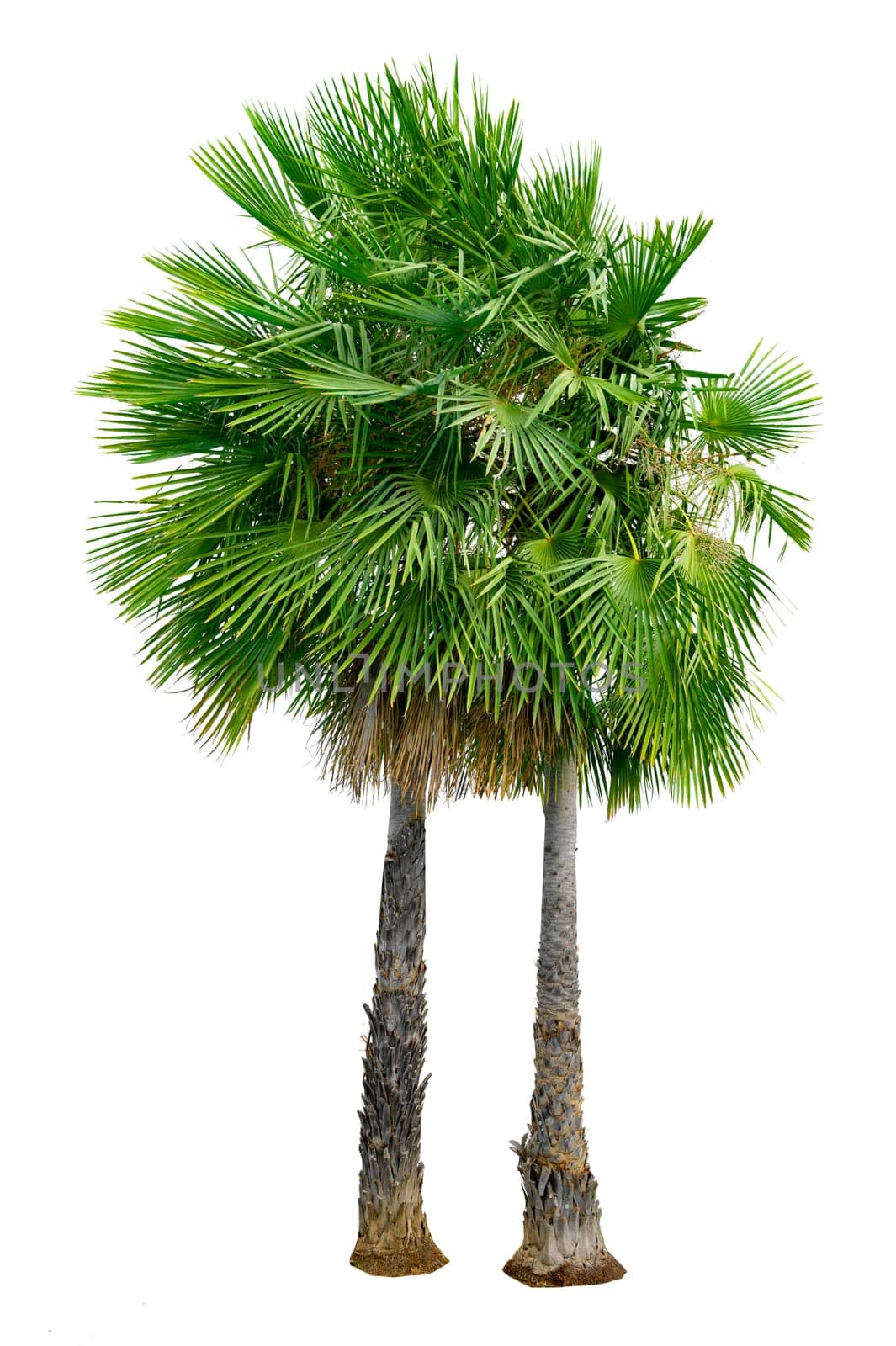 Big palm trees used in garden decoration on white background. Isolated