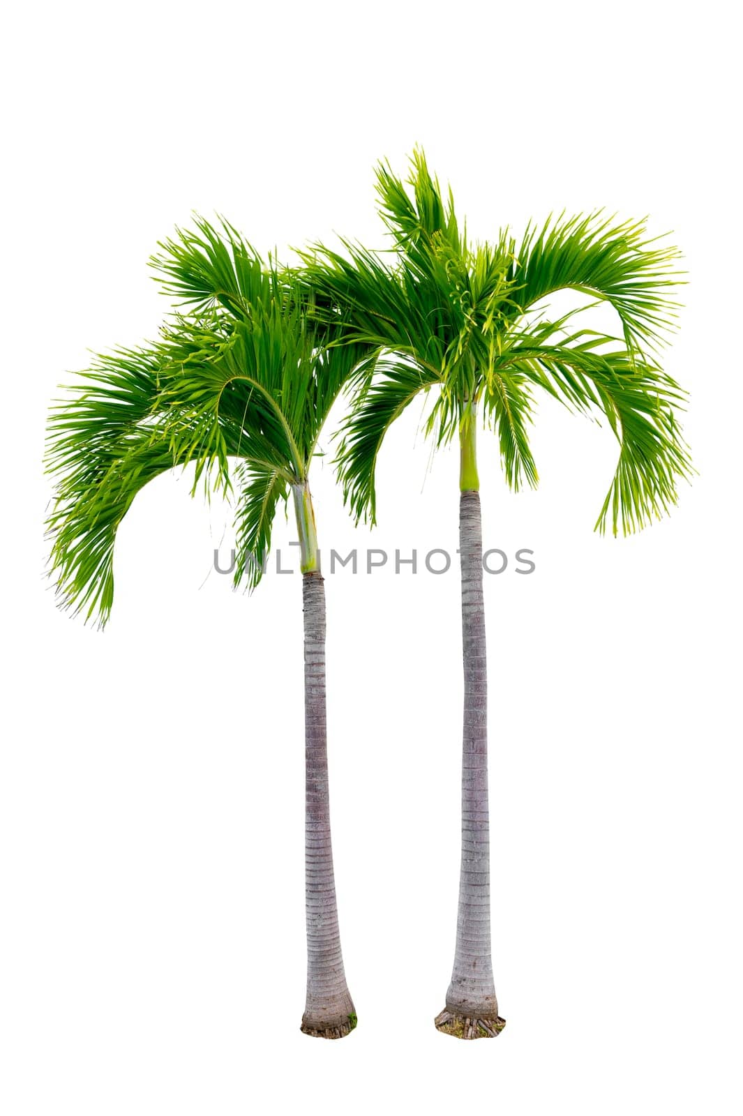 Big palm trees used in garden decoration on white background. Isolated by sarayut_thaneerat