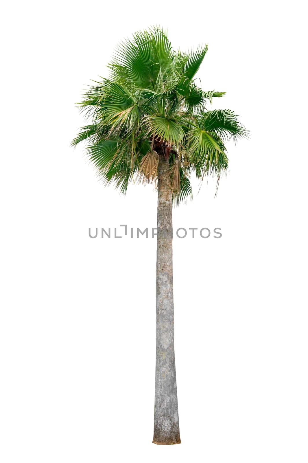 Big palm trees used in garden decoration on white background. Isolated