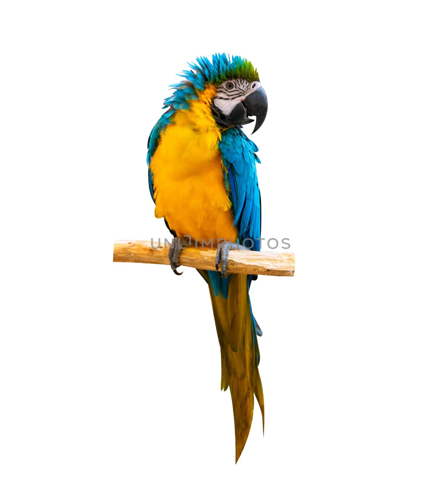 macaw parrot parakeet perching on branch on white background isolate