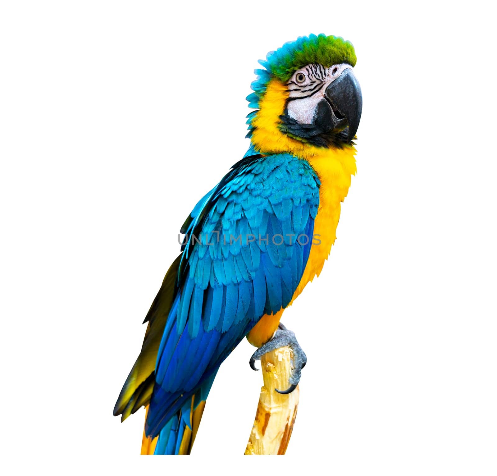 macaw parrot parakeet perching on branch on white background isolate