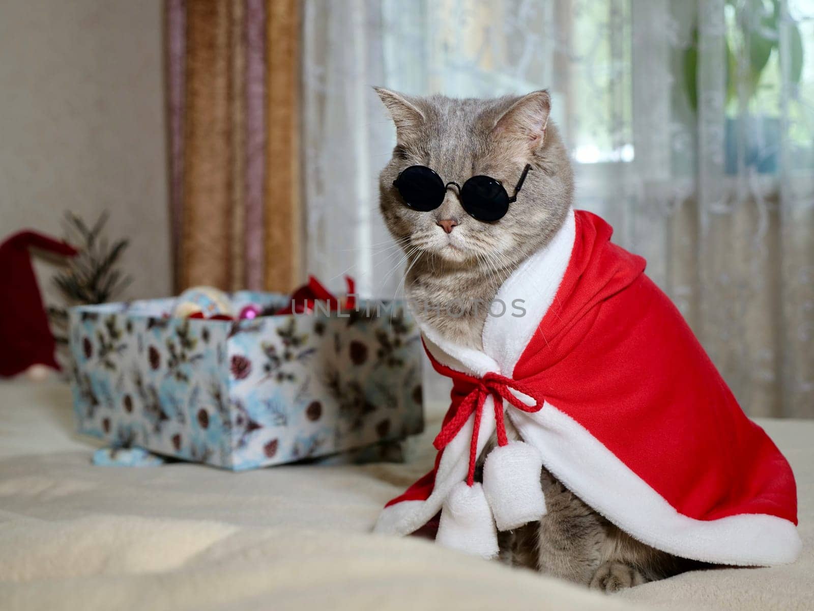 Scottish straight cat in New Year's red suit and glasses for New Year, Christmas. A pet on the eve of the holidays 2025 at home on the bed