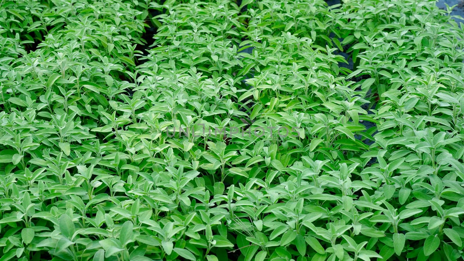 Green sage leaves grow in the vegetable garden. Growing spicy spices for further use. Farming background.