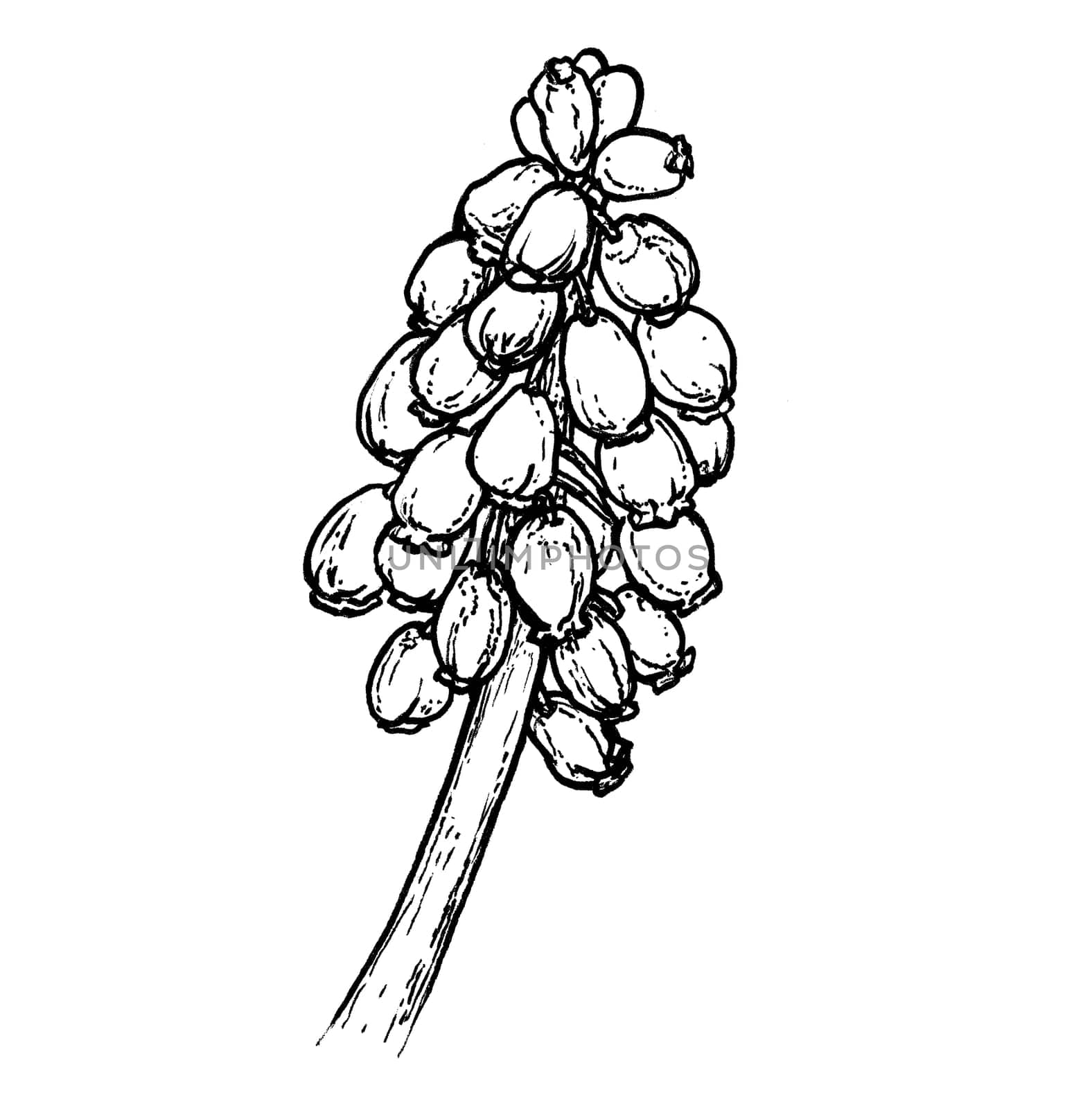 Spring flowers drawing with line art on white