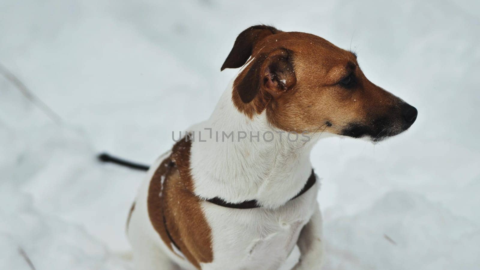A Jack Russell Terrier trembles in the winter snow