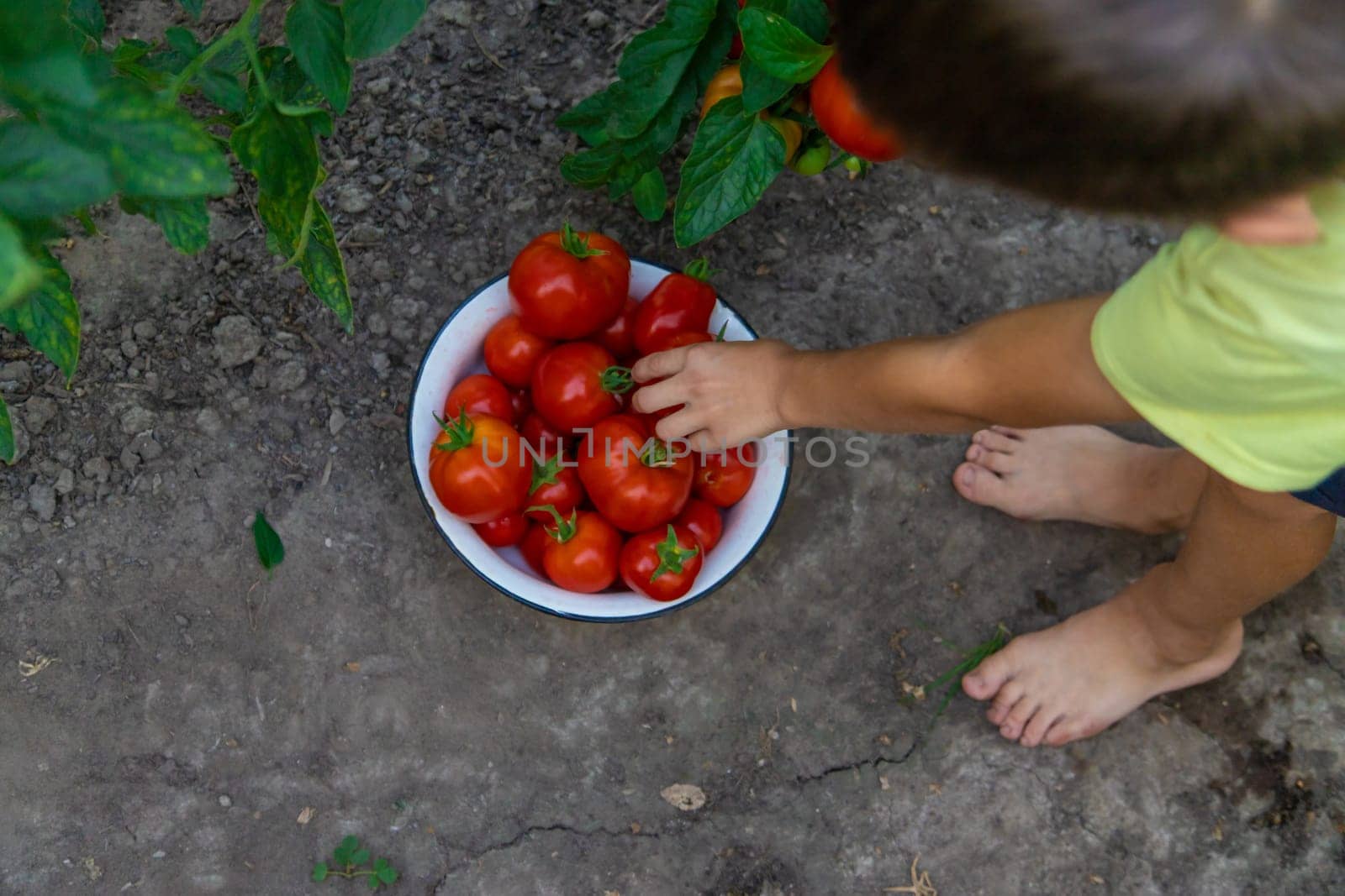 boy with tomatoes in the garden, ecological product. Selective focus