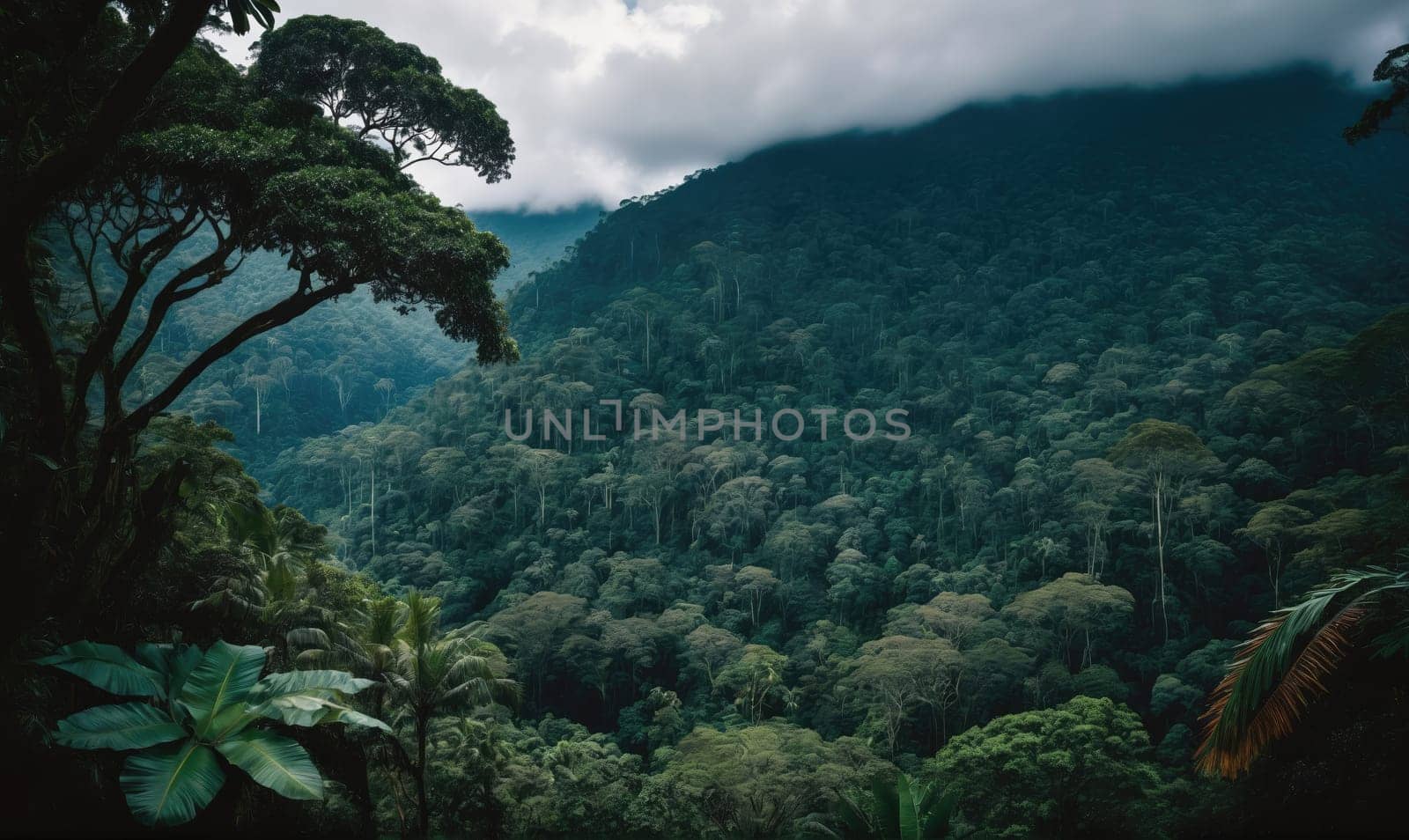 A dense rainforest with towering trees and a thick canopy of leaves. The forest is shrouded in a layer of clouds, giving it a misty and ethereal look.