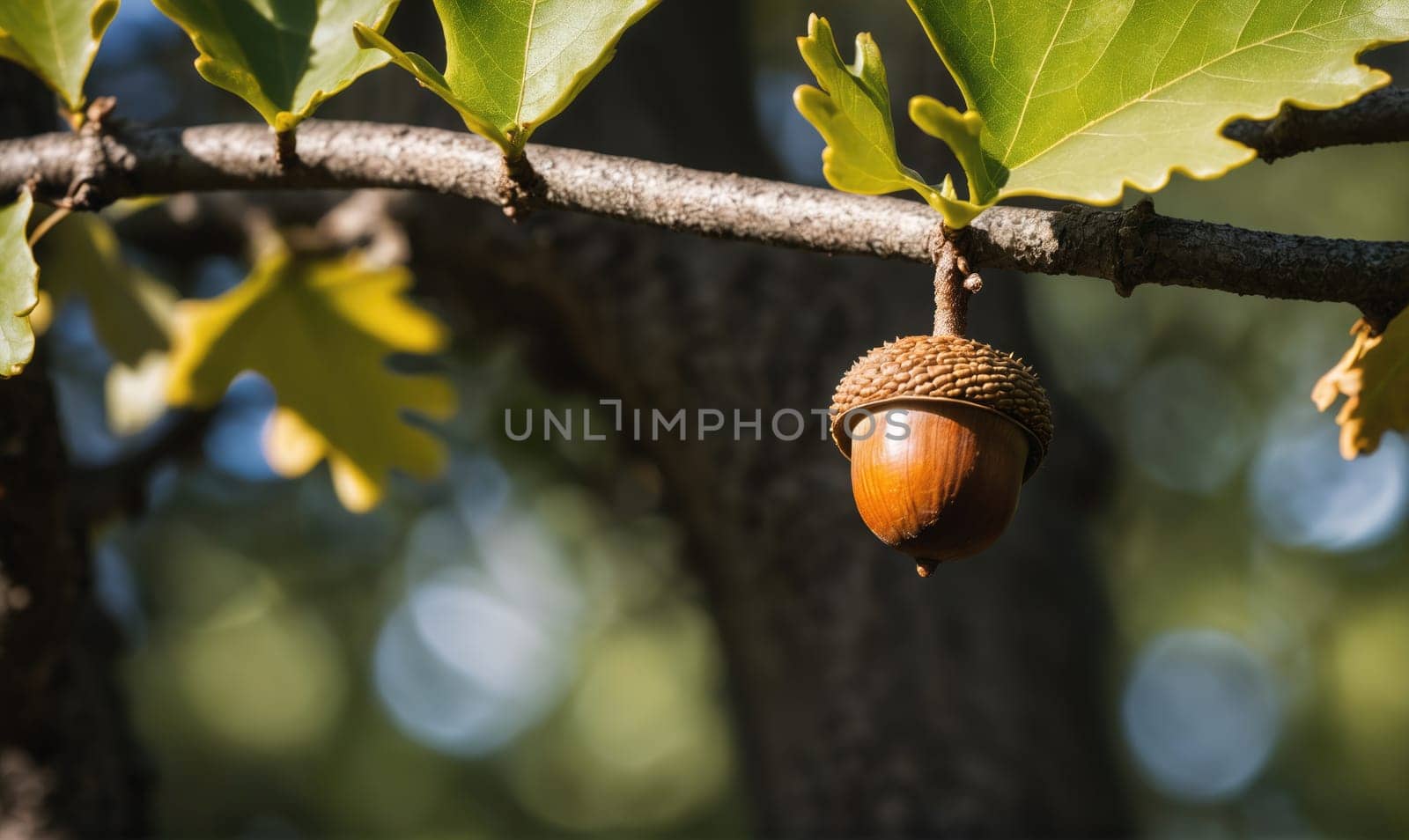 An acorn is hanging from a branch of a tree. The acorn is brown and has a cap. The tree is in a forest with green leaves and the sun is shining on the scene.
