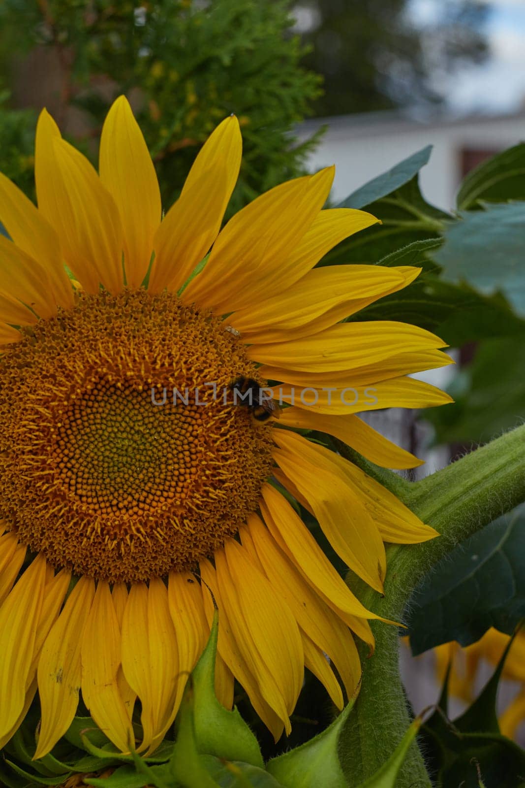 Yellow sunflowers fade and fade closer to autumn.