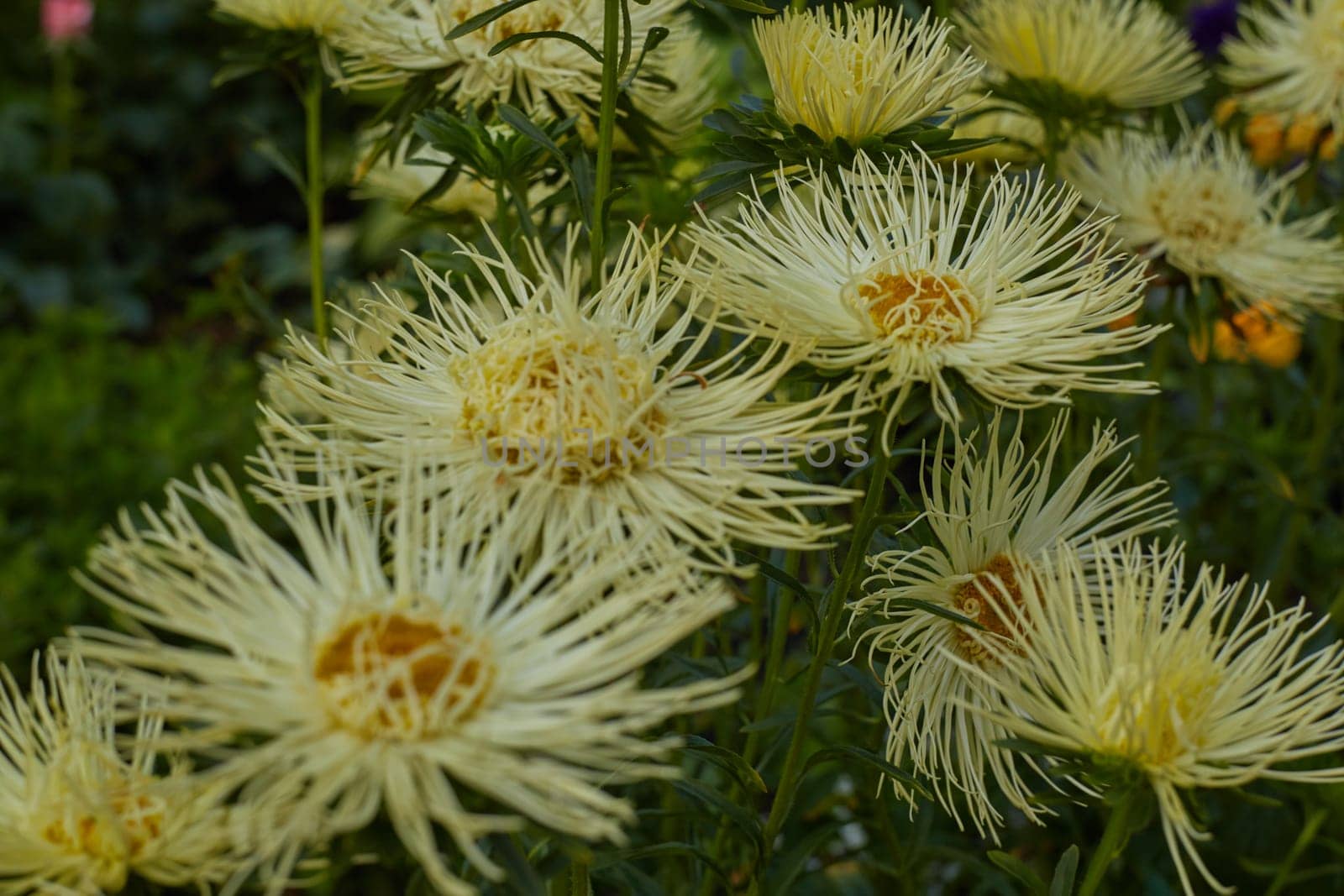 lush yellow flower beautiful, amazing, fantastic nature even in the city