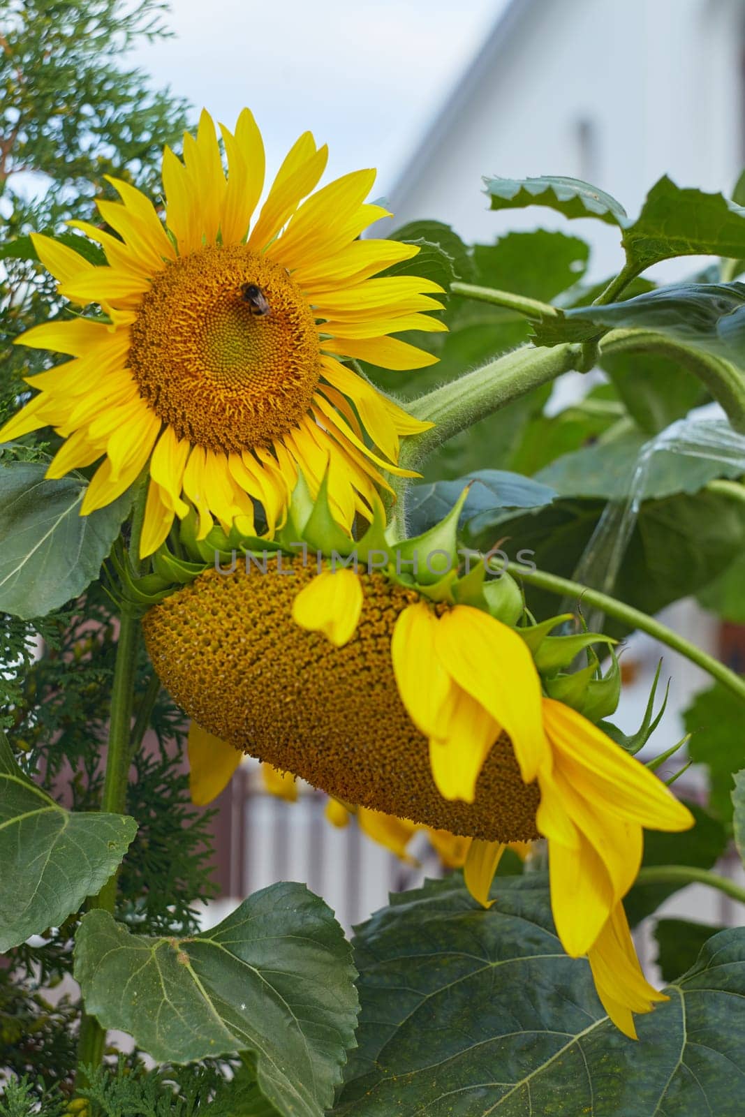 Yellow sunflowers fade and fade closer to autumn.