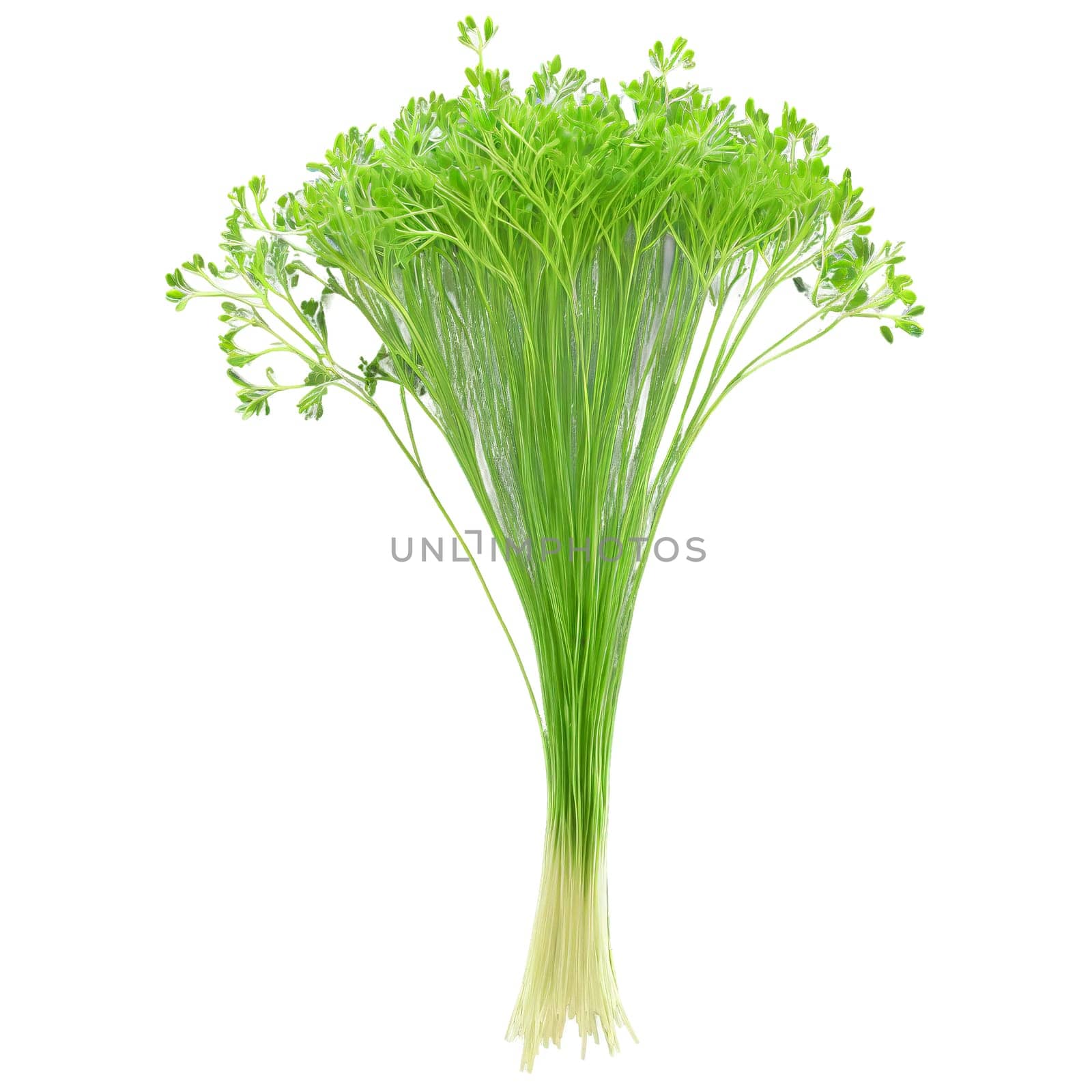 Dill microgreens Anethum graveolens feathery green leaves fresh and aromatic artfully bunched Microgreen super food. Microgreen isolated on transparent background.