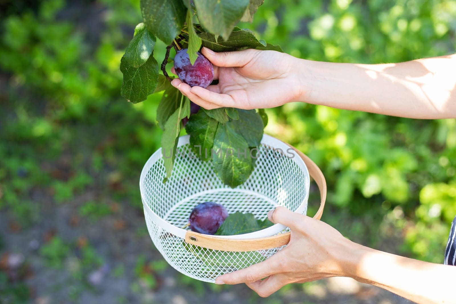 The process of harvesting plums, blue plums on the tree, future prunes are growing in the garden