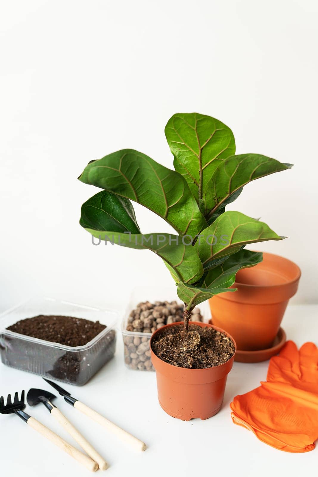 Accessories for transplanting a flowerpot-ficus lyrata. Potted home plant ficus lyrata. Home gardening. Plants that are air purifiers