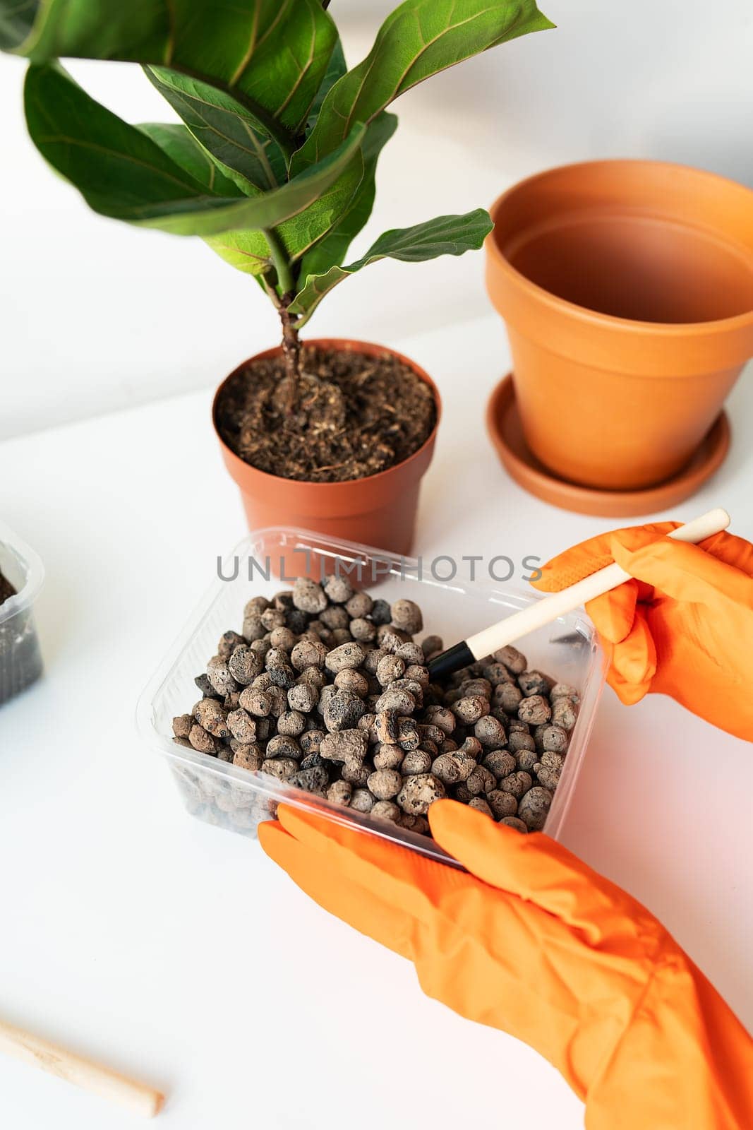 The process of transplanting a flowerpot-ficus lyrata. Hands holding a ficus transplant. Potted home plant ficus lyrata. Home gardening. Plants that are air purifiers