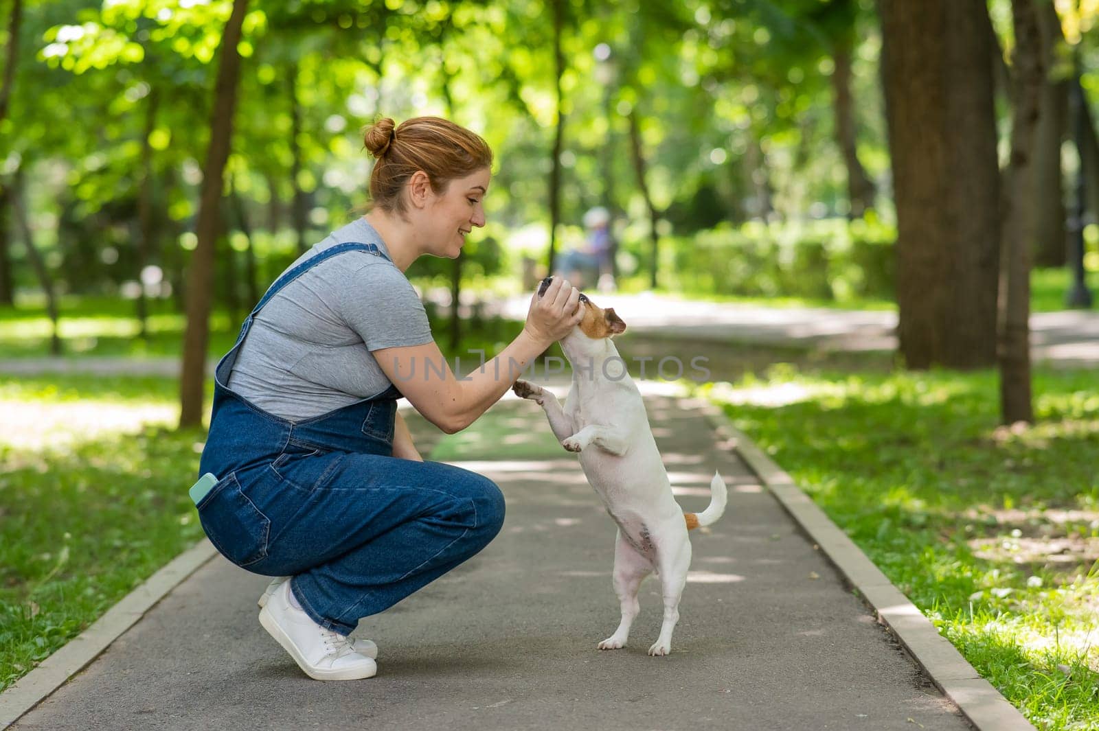 Jack Russell Terrier performs command for the owner