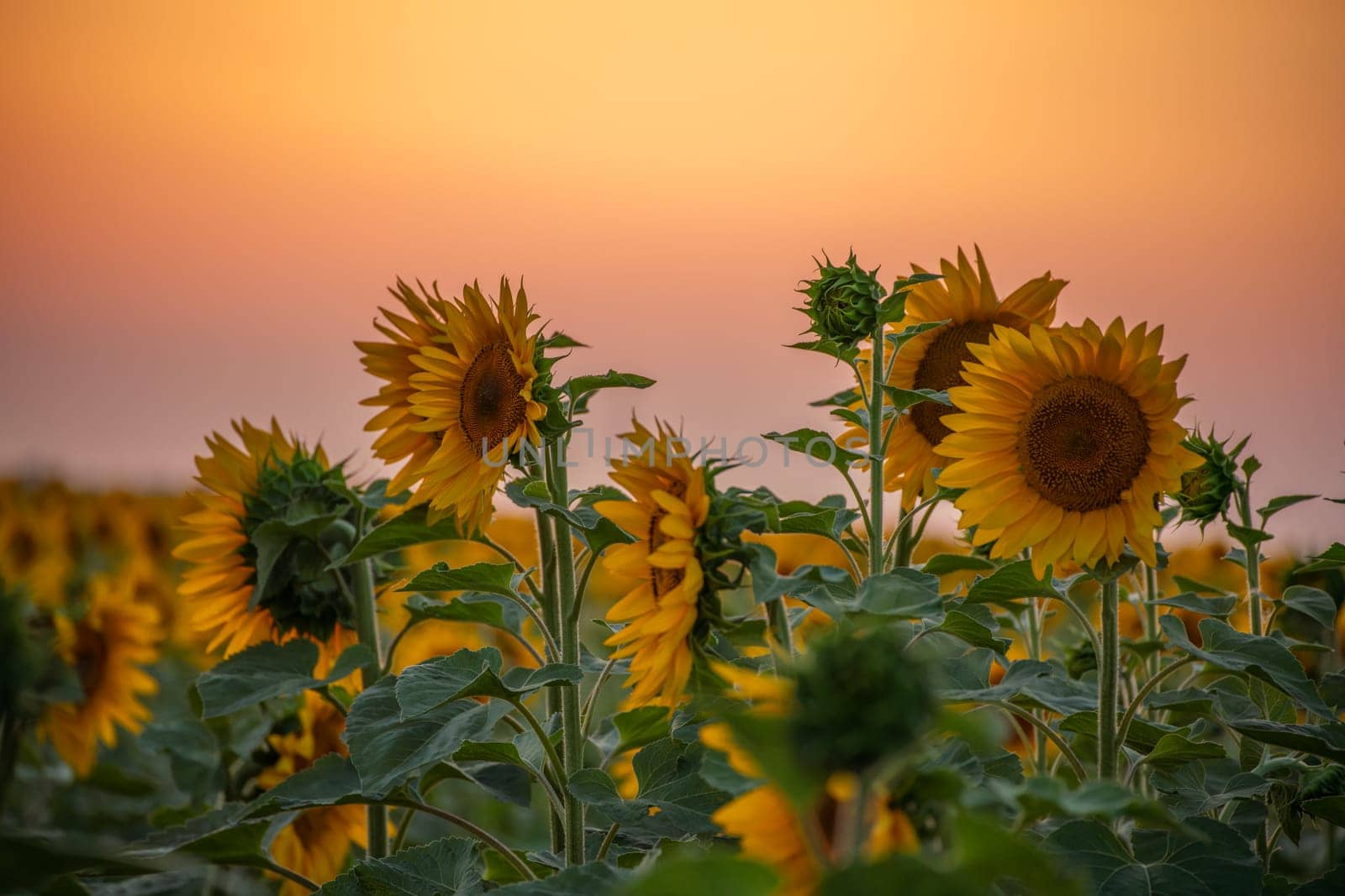 Field sunflowers in the warm light of the setting sun. Summer time. Concept agriculture oil production growing