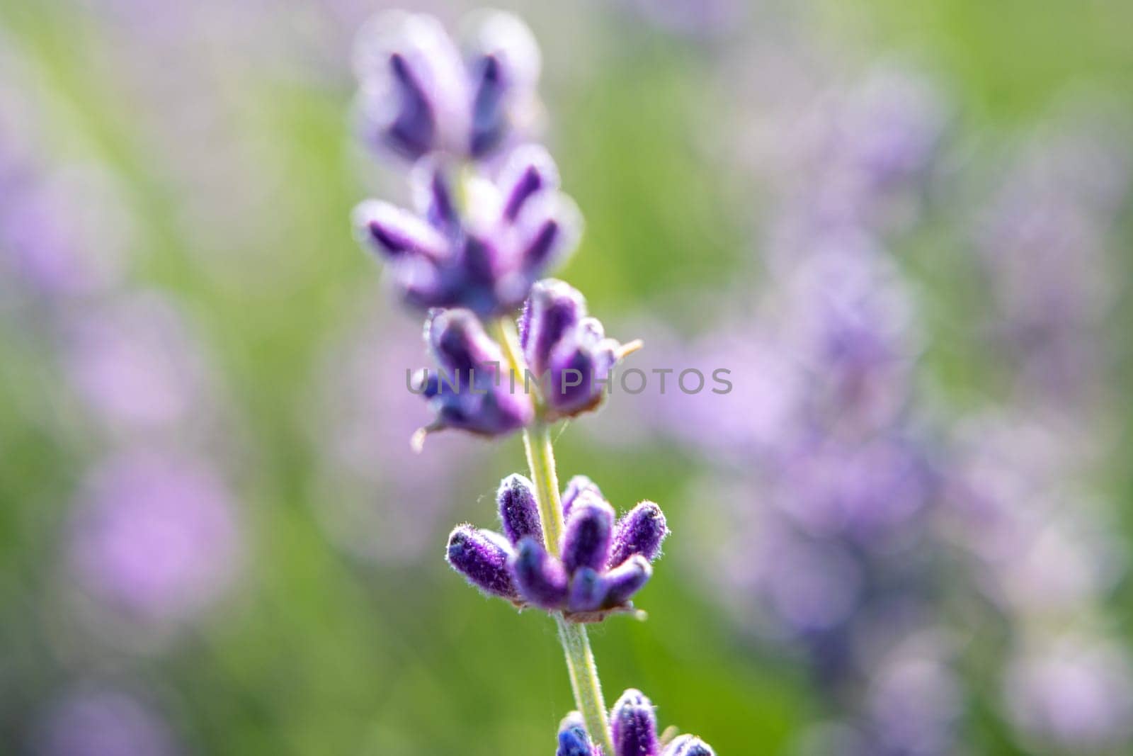 A purple flower with a purple stem. The flower is in a field of green grass
