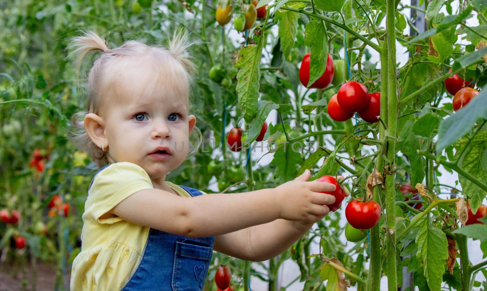 little girl collects tomatoes in a greenhouse. Selective focus.