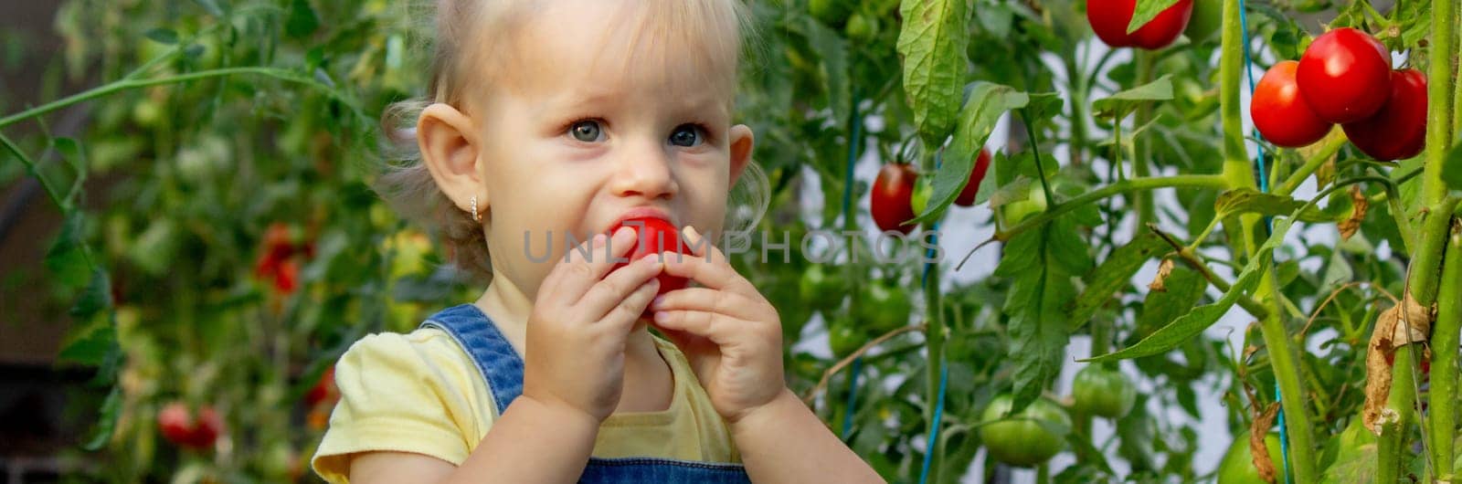 little girl collects tomatoes in a greenhouse. Selective focus.