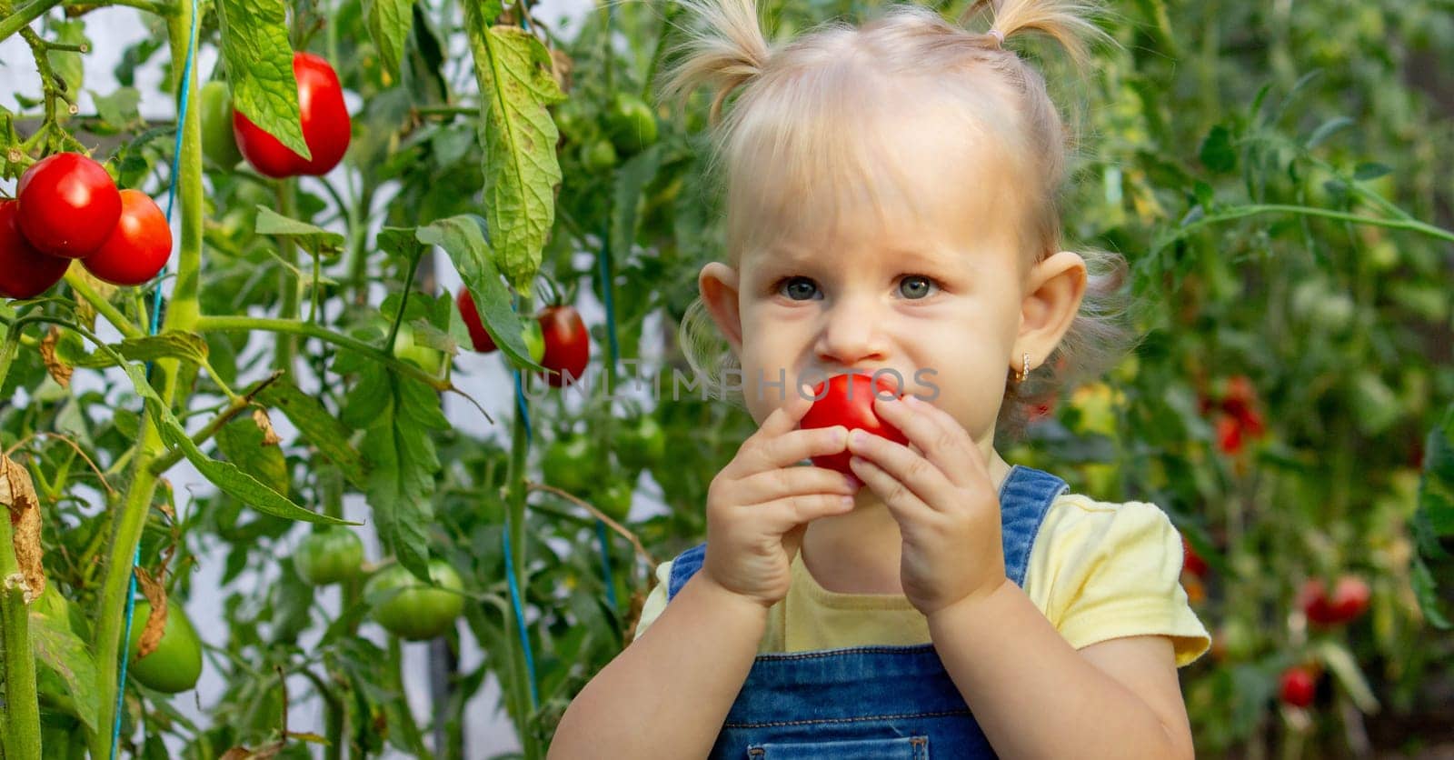 little girl collects tomatoes in a greenhouse. Selective focus.