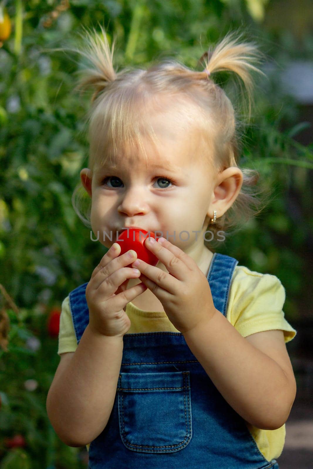 little girl collects tomatoes in a greenhouse. Selective focus.
