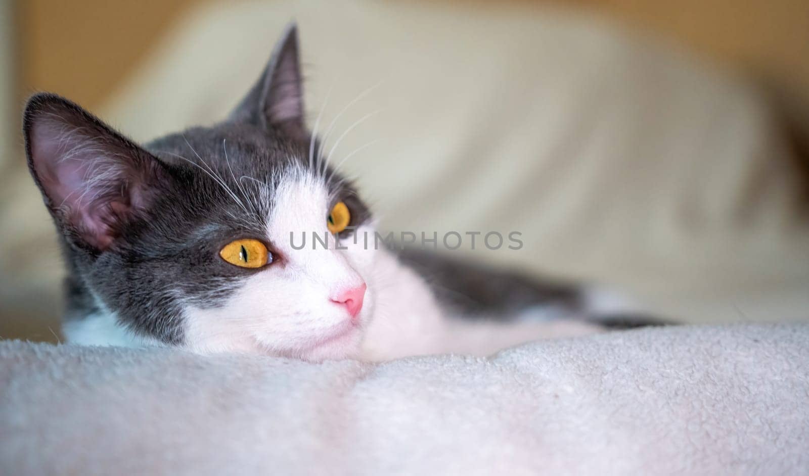 A grey and white cat with bright yellow eyes lies on a white blanket, looking off to the side.