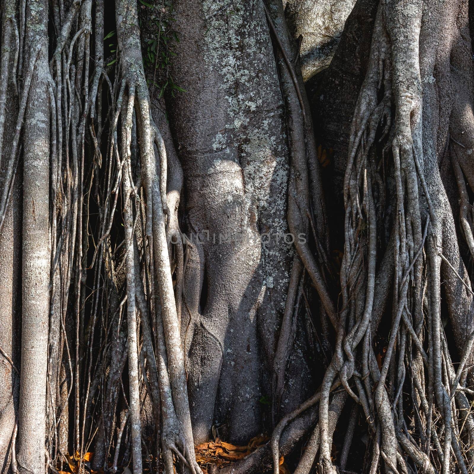 A big old tree with a lot of roots, in the Oriental Garden in Rebeirao Pires, Brazil.